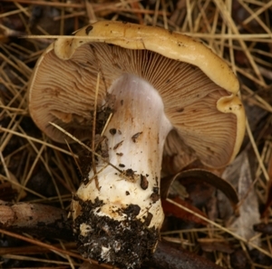 Cortinareus cinnamoneus